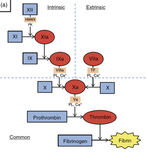 <p>affects the extrinsic pathway first (prolonged PT) because factor 7 has the shortest half life</p><p>-PT elevation can precede onset of clinical signs</p><p>-eventually all coag. times will be abnormal</p>