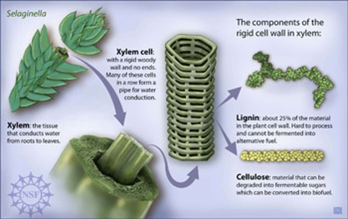 <p>substance in vascular plants that makes cell walls rigid</p>