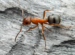 <p>Size: 4–7 mm. Mound builders; little turf injury.</p>