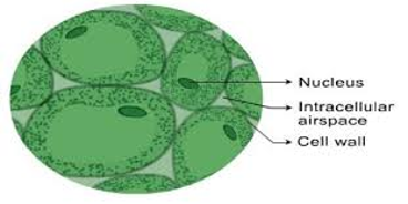 <p>thin cell walls, large central vacuoles, thing layer of cytoplasm</p>