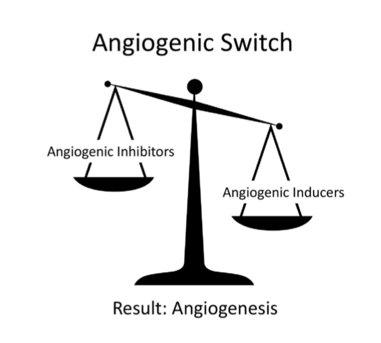 <p>Det finns hela tiden inhibitorer och inducerande faktorer för angiogenes, när dessa är i jämvikt sker inngen angiogenes. När stimulerande faktorer ökar kommer det ske angiogenes, tex vid hypoxi. </p>