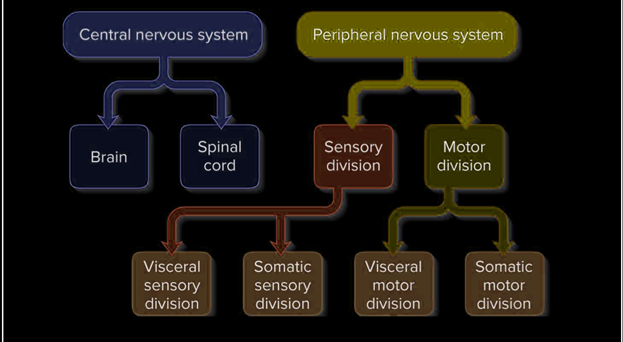 <p>Central Nervous System (CNS): spinal cord and brain</p><p>Peripheral Nervous System (PNS): outside CNS, spinal &amp; cranial nerves </p>