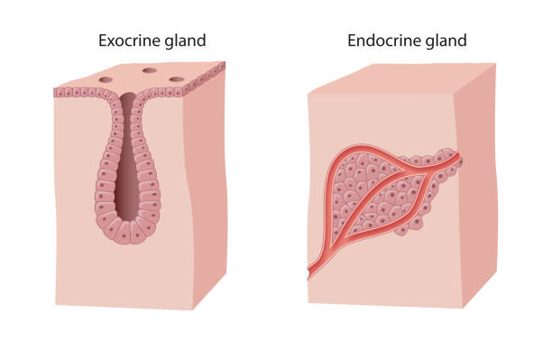 <p>endocrine gland</p>