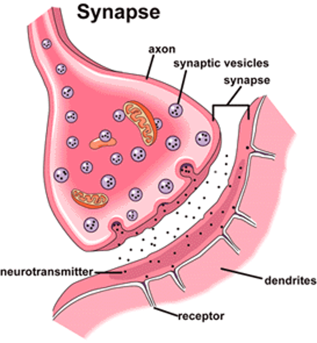 <p>The tiny gap between neurons where neurotransmitters are released to pass signals.</p>