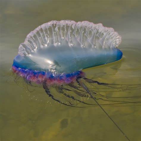 <p>Portuguese man-o’-war (<em>Physalia</em>)</p>