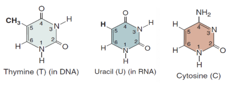 <p>Single ring</p><ul><li><p>Thymine (in DNA)</p></li><li><p>Uracil (in RNA)</p></li><li><p>Cytosine </p></li></ul><p></p>