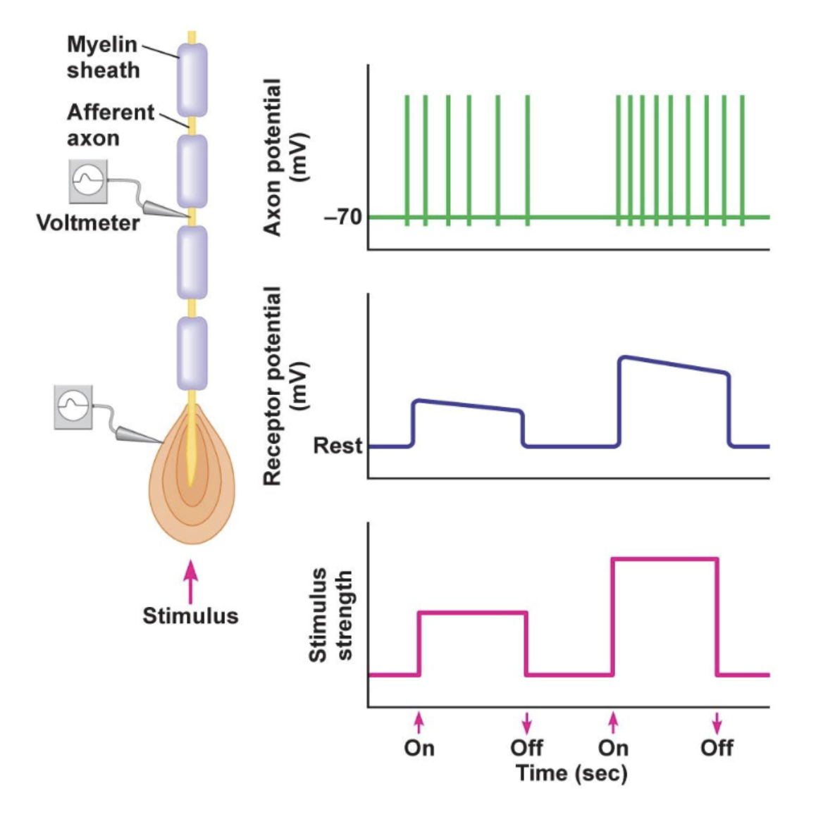 <p>stimulus strength</p>