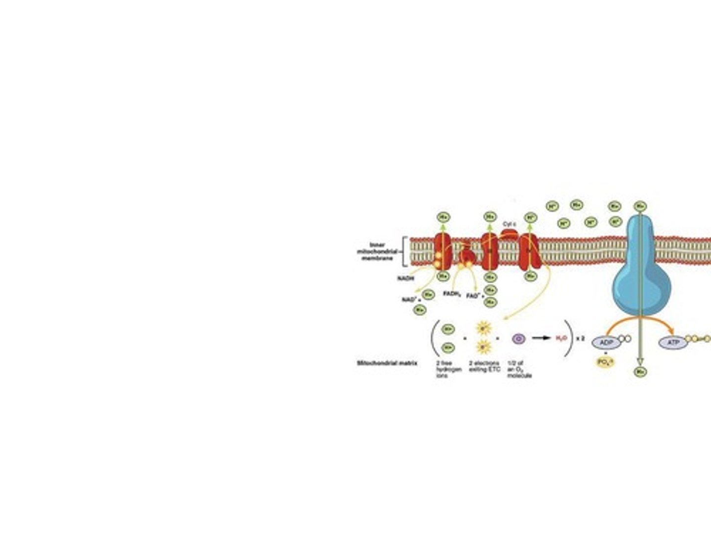 <p>A sequence of membrane proteins that shuttle electrons down a series of redox reactions.</p>