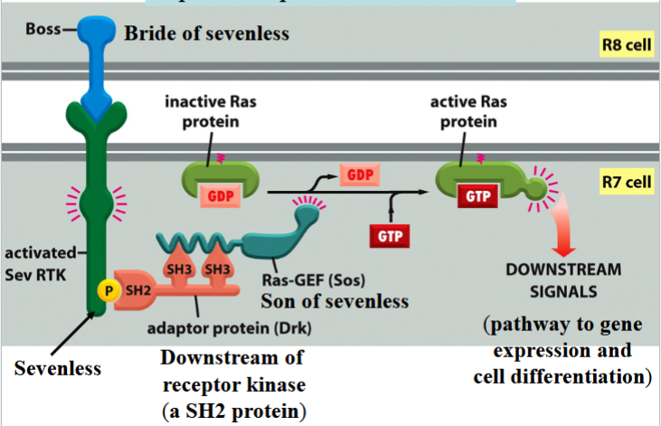 <p>son of sevenless</p><p>a Ras-GEF</p><p>binds to Drk to activate Ras by swapping Ras’s GDP for a GTP</p><p>teal in the picture</p>