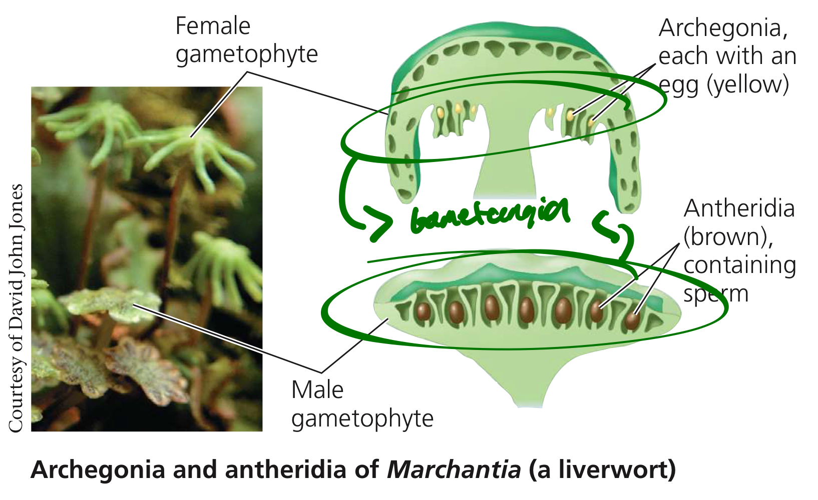 <p>Multicellular organs producing gametes.</p>