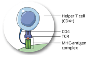 <ul><li><p>the T cell receptor (TCR) on the surface of a helper T cell binds to the MHC-antigen complex on the cell surface of the APC, which will initiate an adaptive immune response</p></li></ul><p></p>