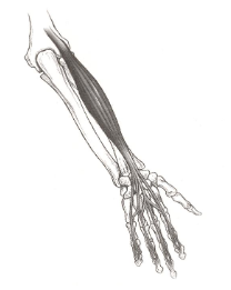 <p><strong>Origin</strong>: shaft of ulna</p><p><strong>Insertion</strong>: distal phalanx of 2-5</p><p><strong>Action</strong>: flexion of distal interphalangeal joints</p>