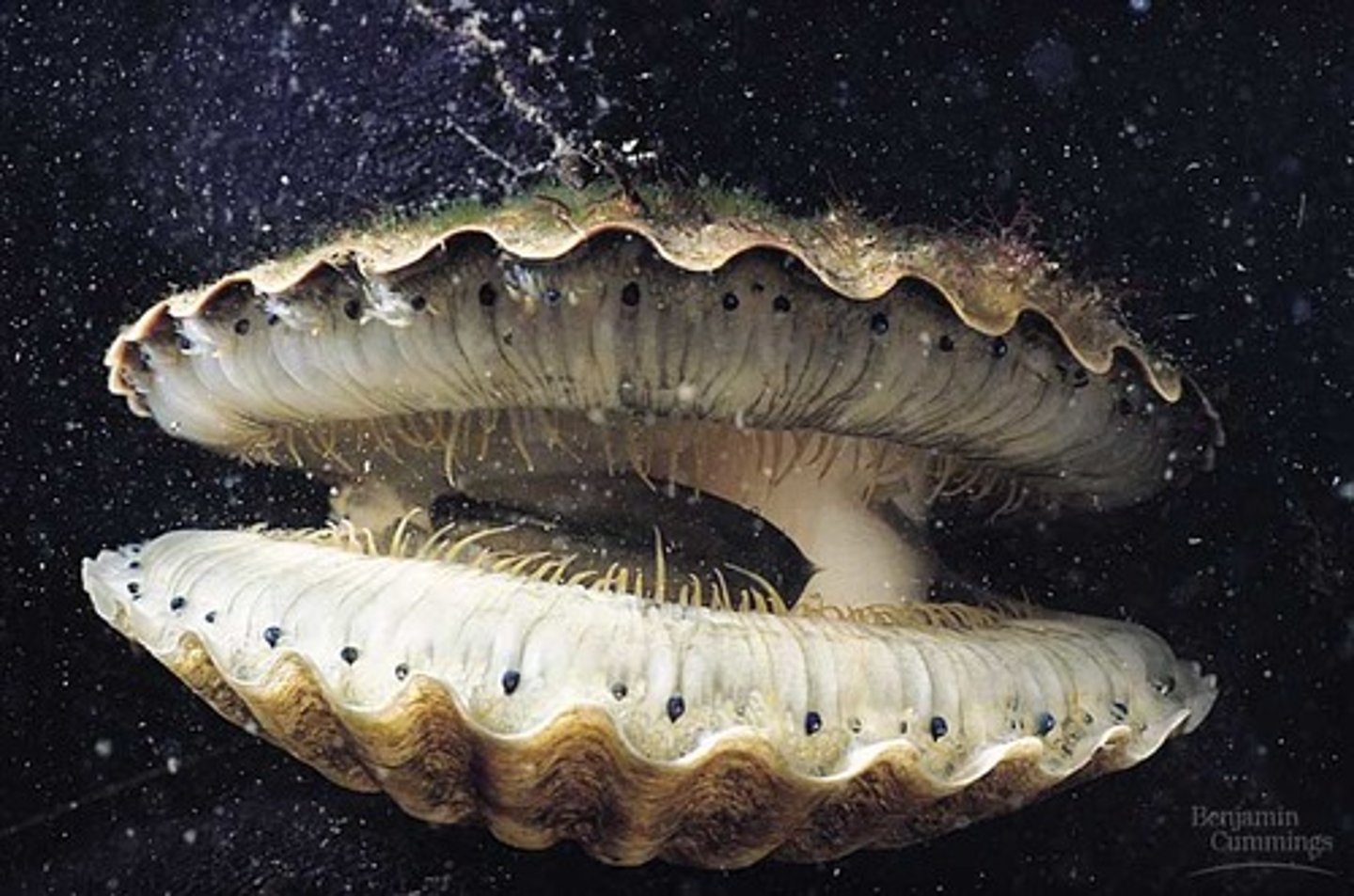 <p>Class of molluscs (clams, oysters, scallops)</p><p>-rep type: Venus</p><p>-muscles, gills, foot, mantle</p>