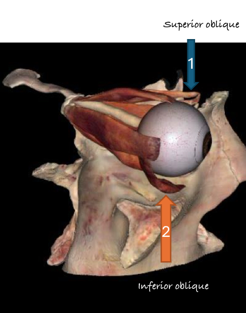 <p>Lateral Rectus muscle is innervated by the 6th cranial nerve (Abducens nerve)</p>