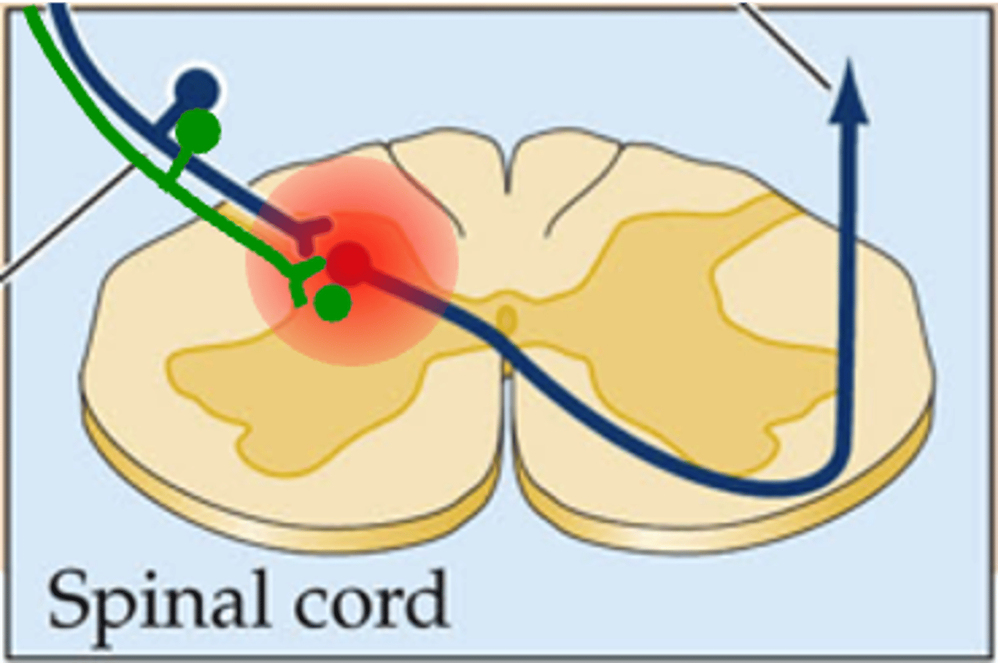 <p>Centrally, sensitisation can also result from the activity-dependent local release of substances like _________________ (red in image) from nociceptive ________ _______ ___________</p>
