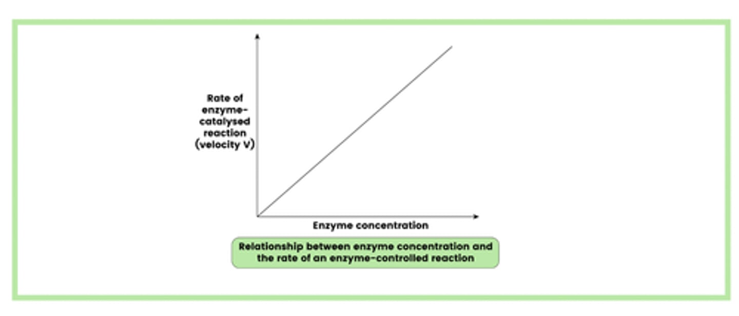 <p>1. When the substrate concentration is in excess, an increase in enzyme concentration will increase the rate of reaction</p><p>2. This is because there are more enzyme molecules and, therefore, more active sites available</p><p>3. This increases the number of collisions between enzymes and substrates</p><p>4. Leading to the formation of more enzyme-substrate (E-S) complexes</p>