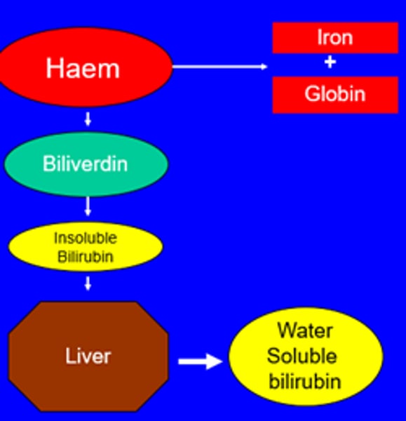 <p>green bile pigment produced when the non-iron portion of heme is degraded into a waste product; converted to bilirubin in the liver</p>