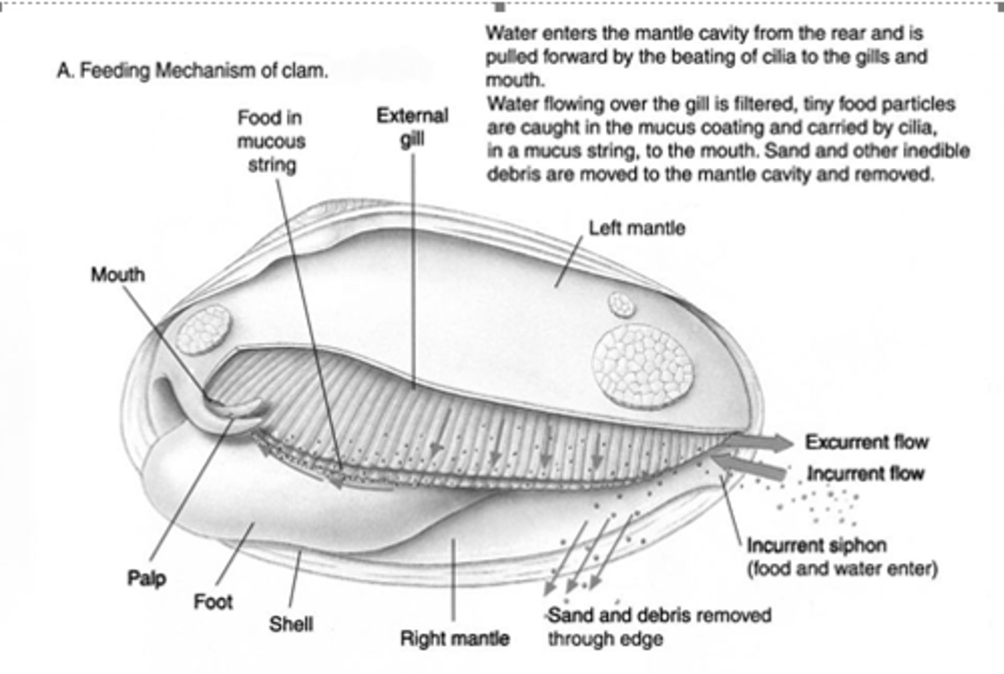 <p>the incurrent siphon draws in water from the environment which contains food particles. As water enters, it passes over the gills that filter the food and oxygen. Once filtered from the gills, they are transported to the labial palps and this decides weather to ingest or reject the food. Lastly, the excurrent siphon gets rid of the filtered water and waste back into the ocean.</p>