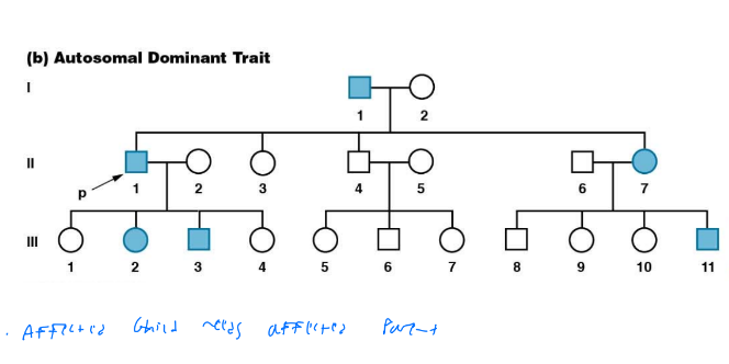 Dominant traits appear in every generation, affected individuals will have an affected parent