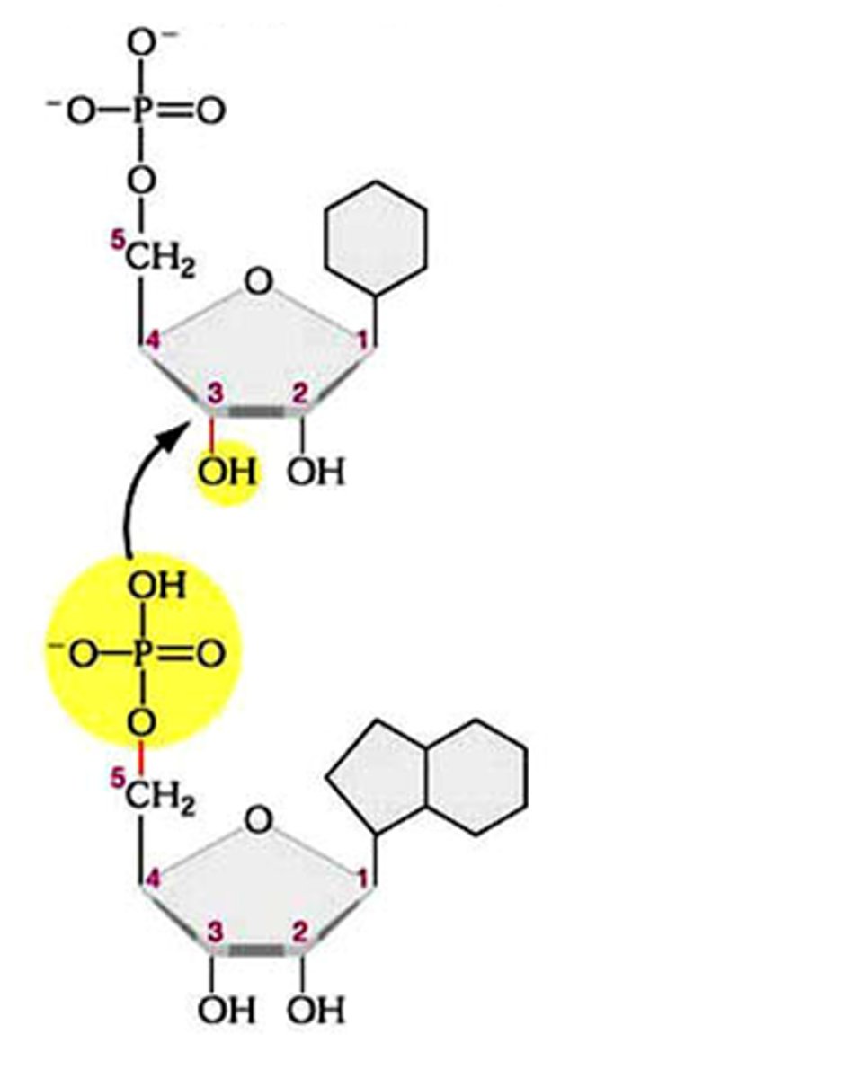 <p>3'OH group links to 5' phosphate of DNA</p>