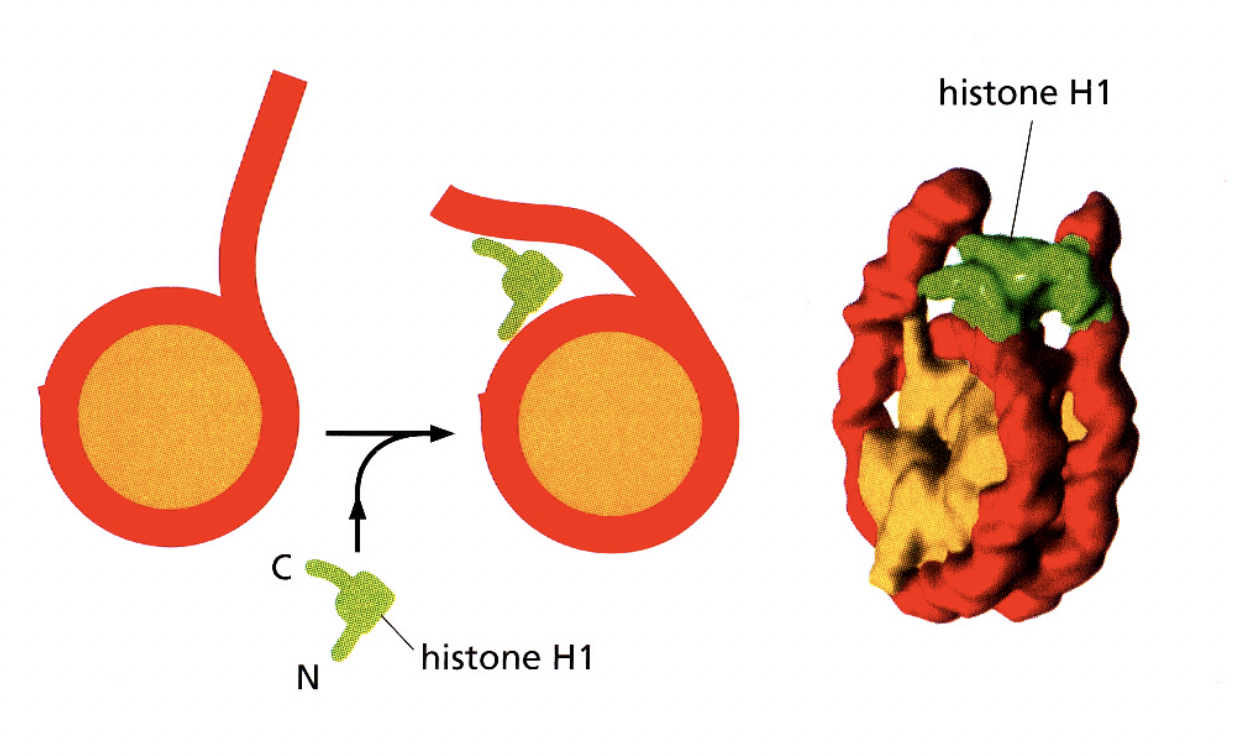 <p>varies between:</p><ol><li><p>cell types</p></li><li><p>tissues</p></li><li><p>species</p></li></ol><p></p>