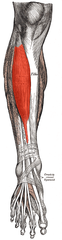 <p>Anterior lower leg muscle that pulls toes towards shin, origin is lateral tibia, insert at cuneiform(tarsal)/metatarsals</p>
