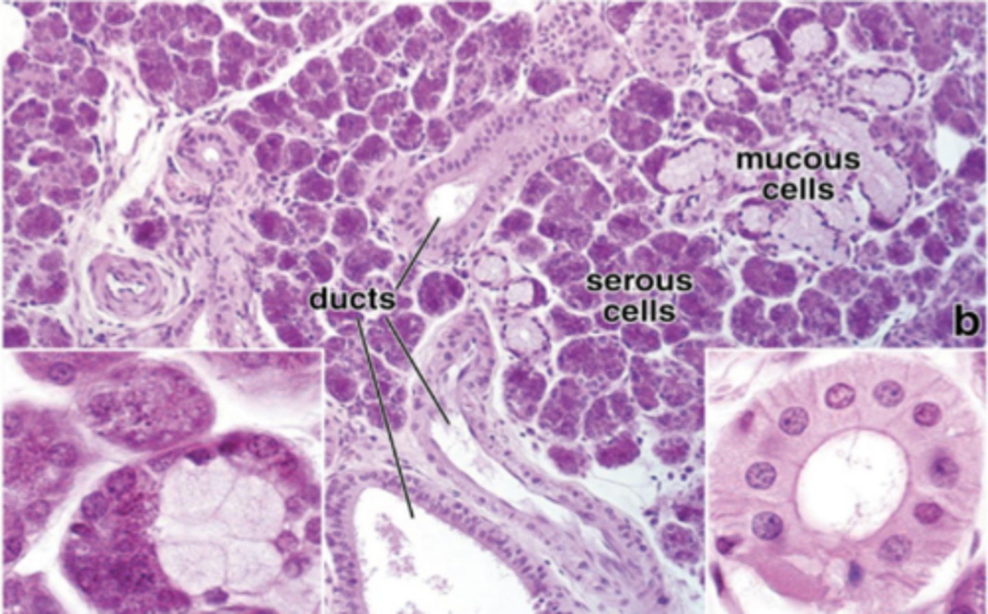 <p>Under the jaw</p><p>Largely serous + mucous acini</p>