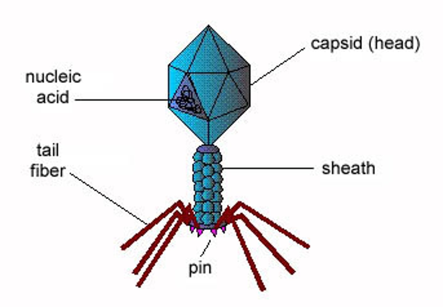 <p>A virus that infects bacteria</p><p>- only a capsid usually</p><p>- 2 ways it replicates, Lytic cycle and lysogenic cycle</p>