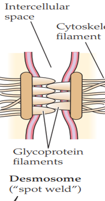 <ul><li><p><span>a junction at which mutually adhering glycoprotein filaments from two adjacent cells intermingle across the space between the cells​</span></p></li><li><p><span>principal function: strengthen and stabilize contacts between adjacent cells.​</span></p></li></ul><p></p>