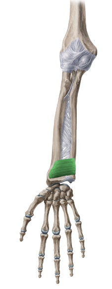 <p>Pronator quadratus m.</p><p>O: Anterior surface of distal ulna<br>I: Anterior surface of distal radius<br>A: Pronates forearm<br>Inn: Median n.</p>