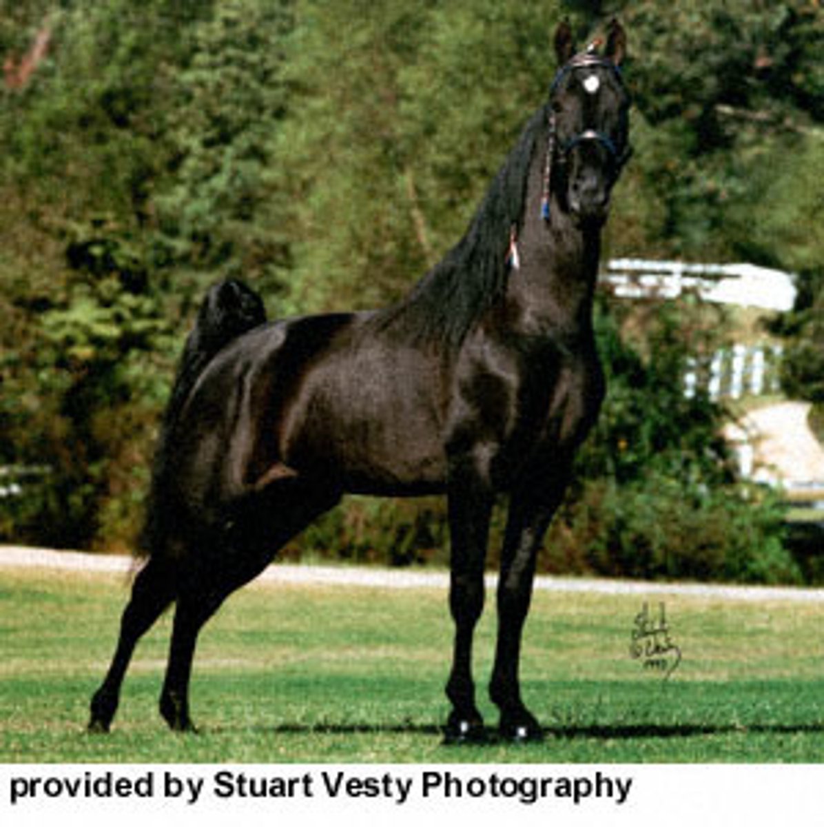 <p>- Pitch-black horse with a black mane/tail</p><p>- Body will not show red in the sunlight</p><p>- Can have white markings</p>