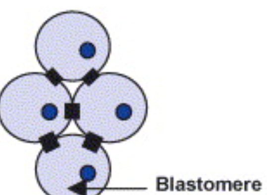 <p>The resulting cells are called <strong>blastomeres</strong>, and they become <strong>progressively smaller</strong> since they don’t grow in size during <strong>interphase</strong>.</p>