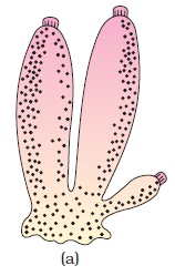 <p>Sycon (Scypha)</p>