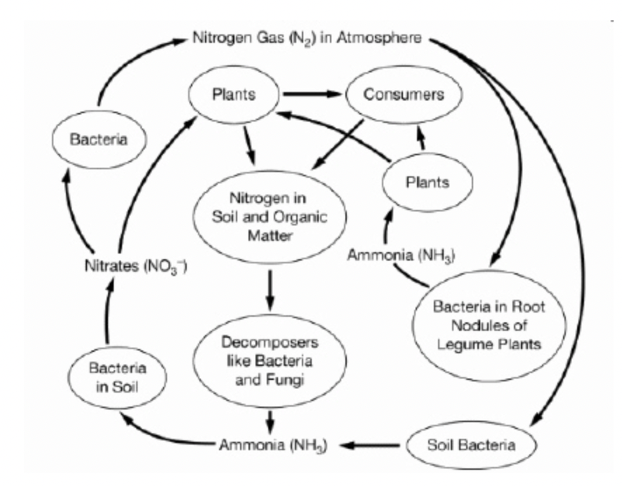 <p><span>Which of the following processes is illustrated by the downward arrows from the atmosphere that show the conversion of nitrogen gas into usable forms available to producers?</span></p>