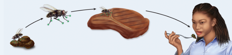 <p>Organism such as a fly that physically moves contaminated material from one location to another</p>