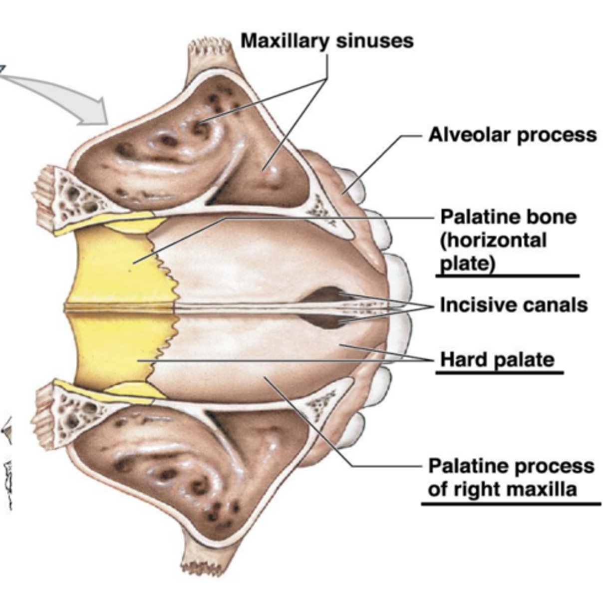 knowt flashcard image