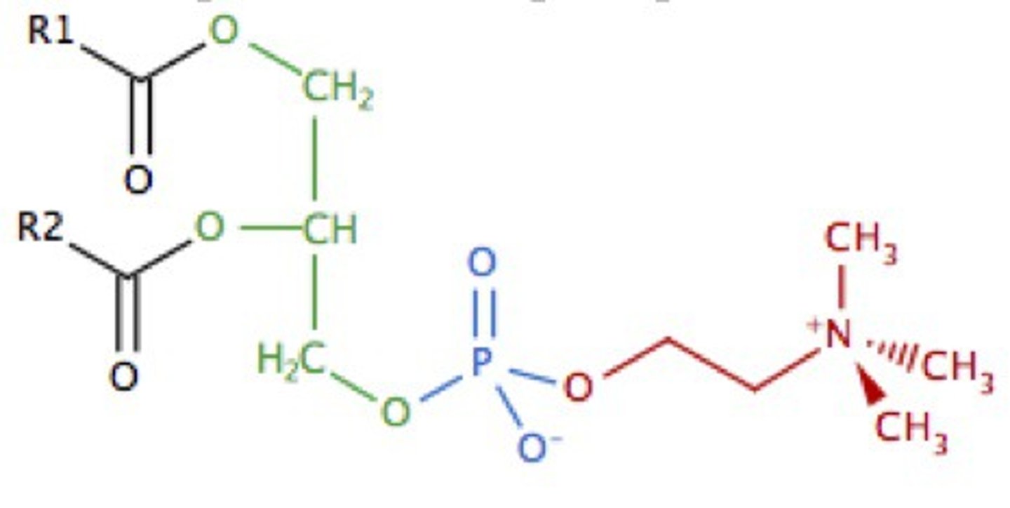 <p>glycerophospholipid</p>