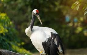 <p>Red-Crowned Crane</p>