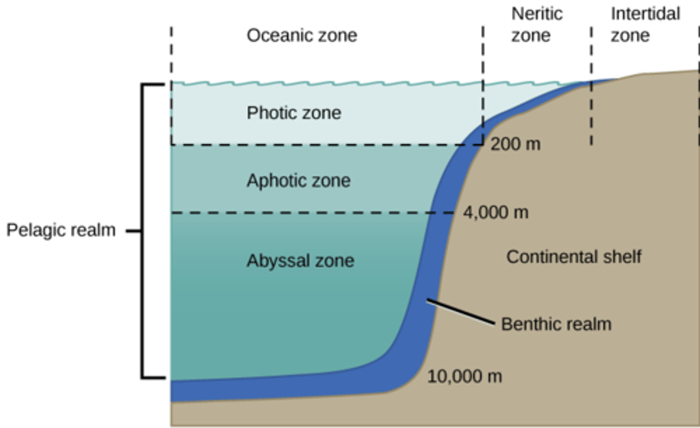 <p>benthic zone</p>