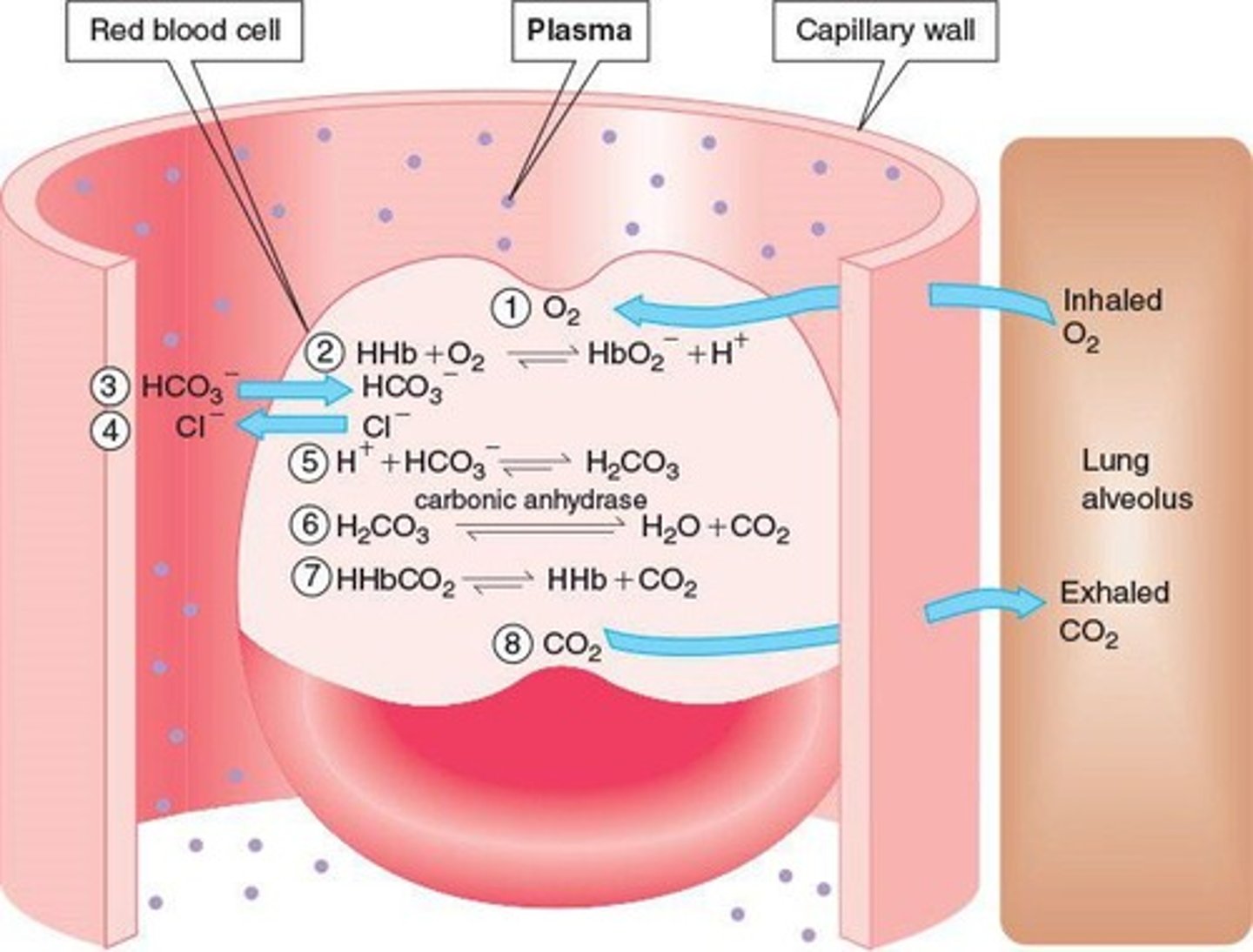 <p>Oxygen carried mainly by oxyhemoglobin.</p>