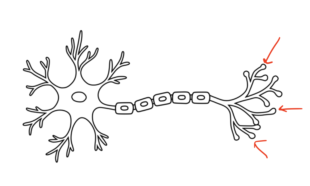 <p>What structure is shown?</p>