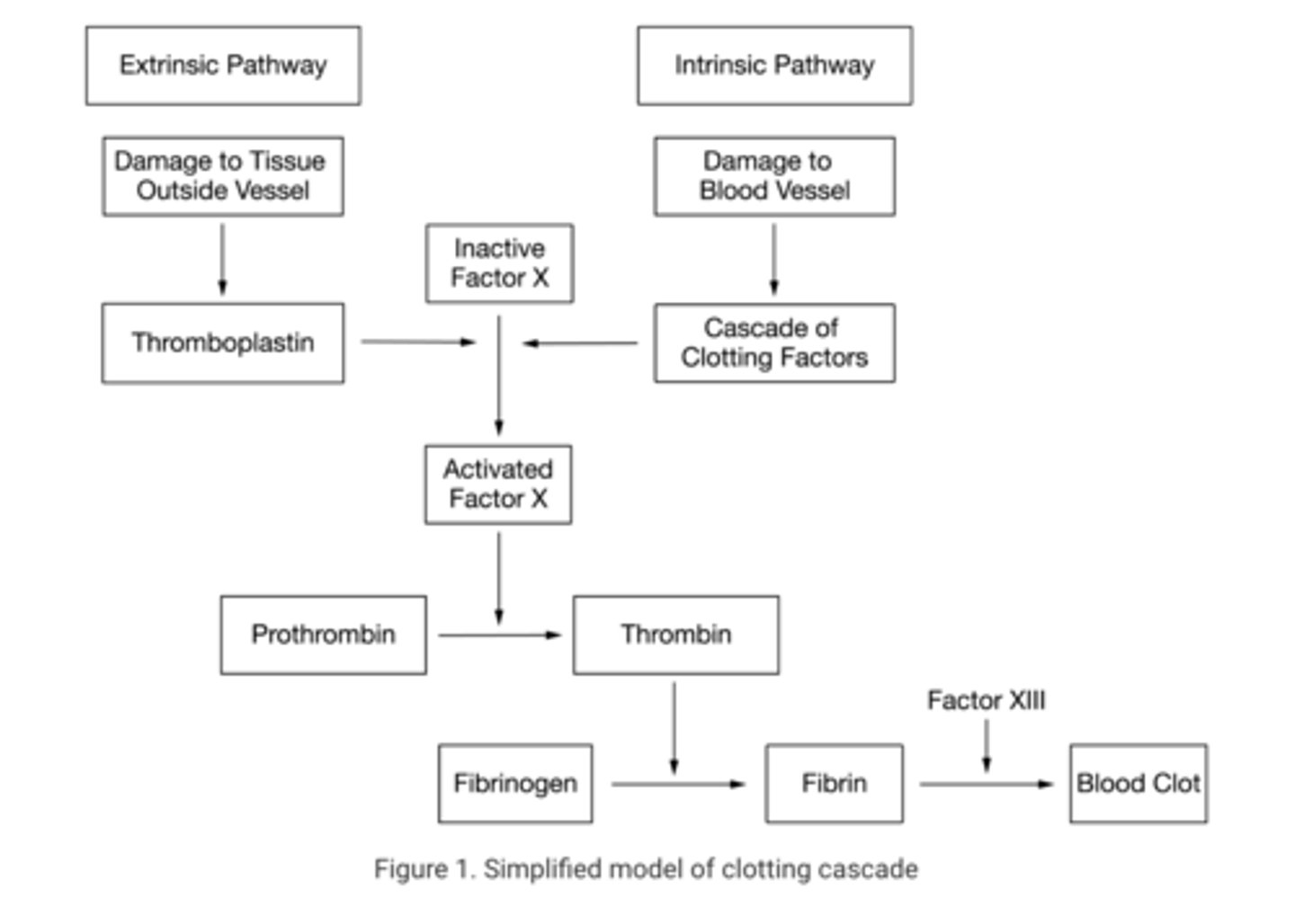 <p>D.Factor X will not be activated, which will prevent thrombin from forming.</p>
