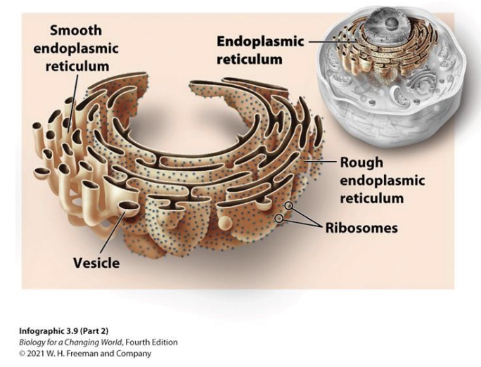 <p>Organelle near the neucleus</p><ul><li><p>makes proteins and anything that need to be exported from the cell</p></li></ul><p></p>