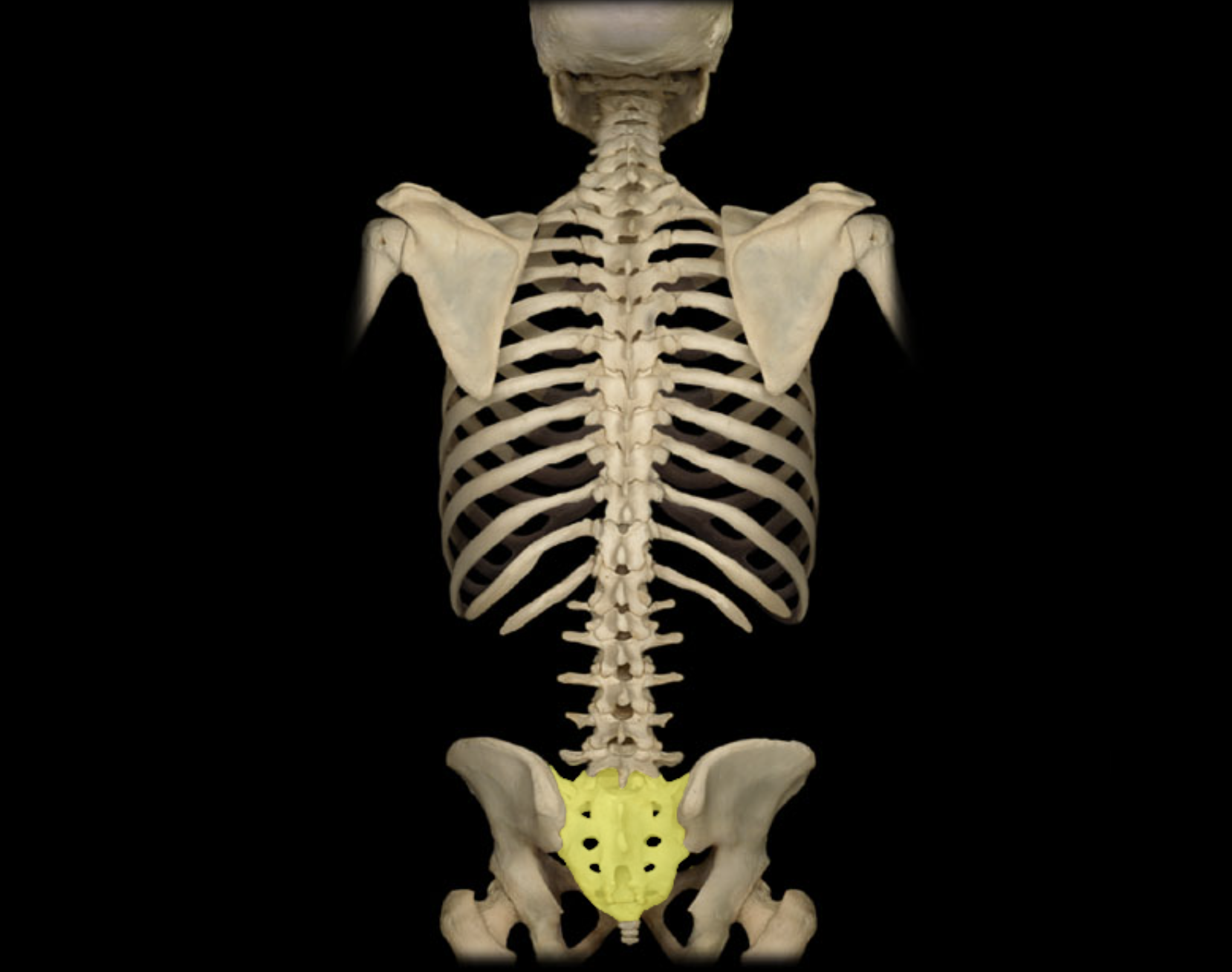 <p>Sacrum</p>