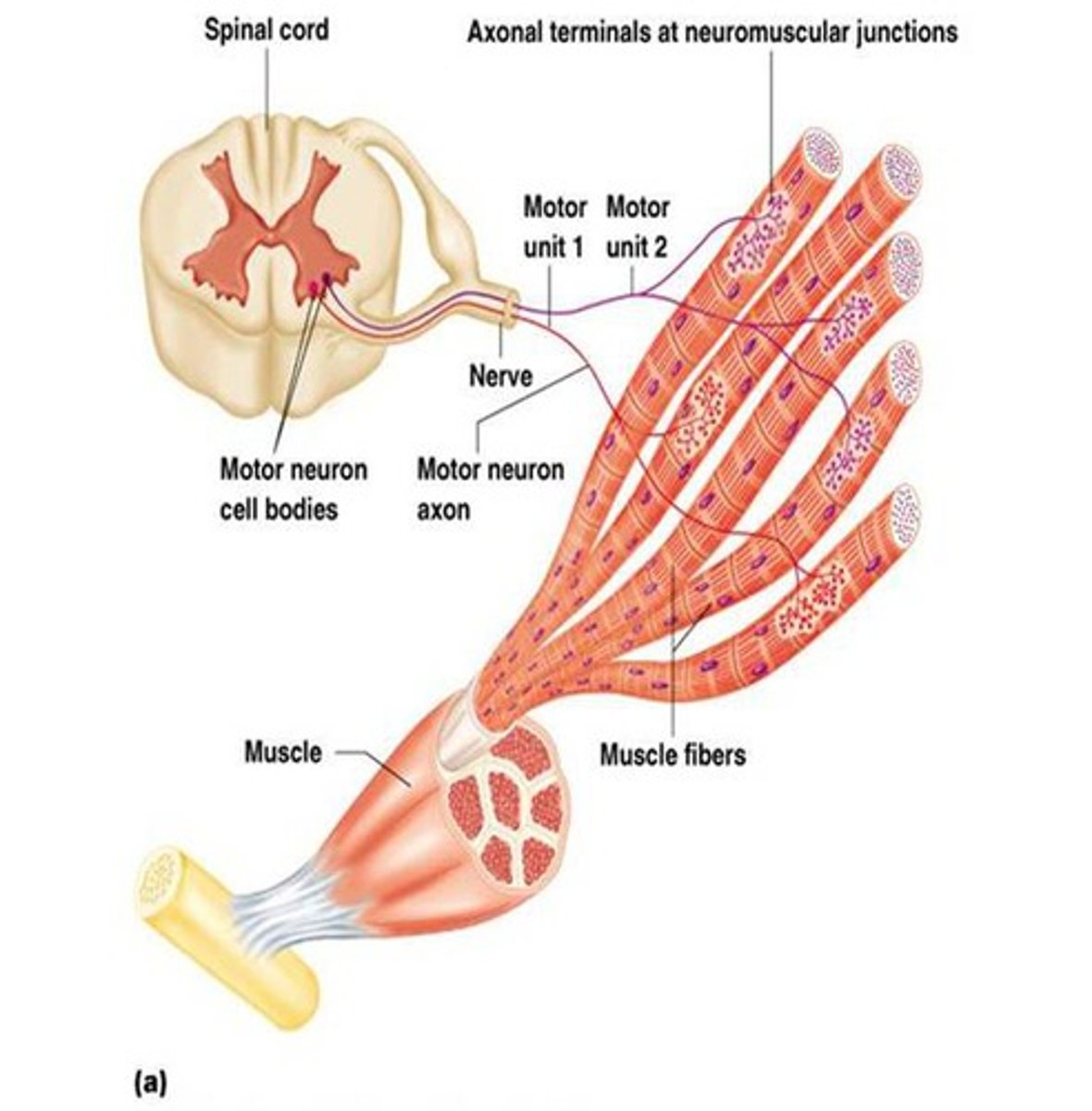 <p>A motor neuron and all of the muscle fibers it innervates.</p>