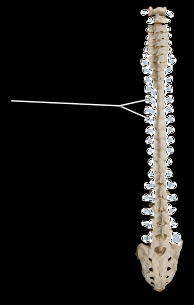 <p>What part of the vertebra is highlighted?</p><p>What is the proper name for this entire bone structure?</p><p>(Posterior view).</p>