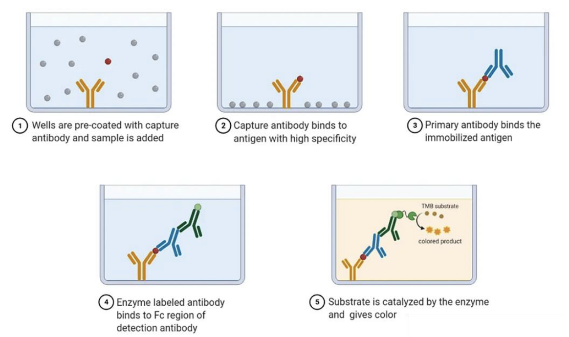 <p><strong>Enzyme-linked immunosorbent assay (ELISA)</strong></p>