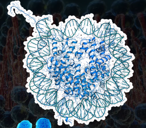 <p>CHROMATIN</p>