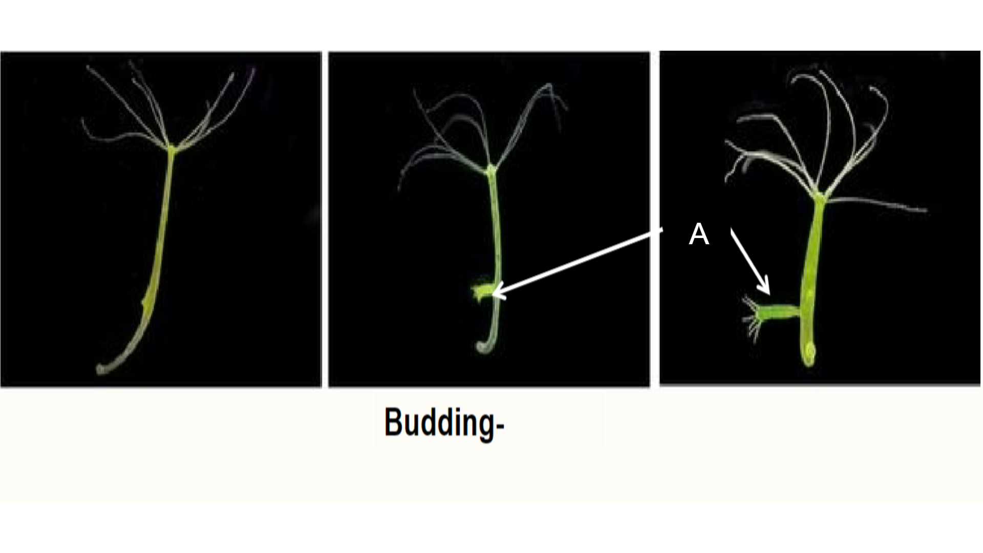 <p>Is Budding Asexual or Sexual?</p>