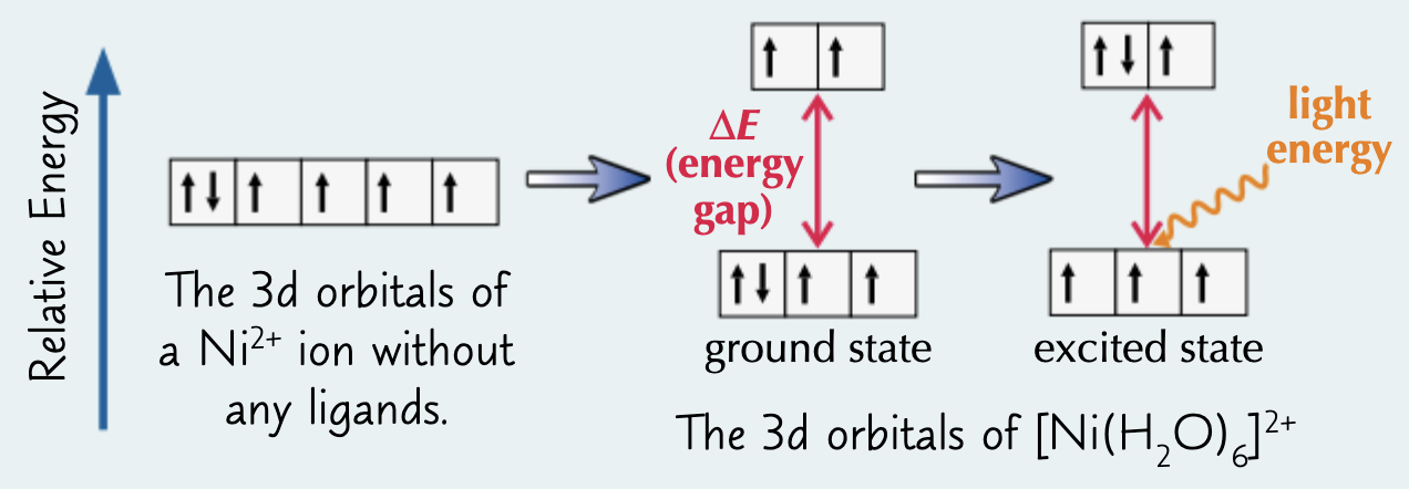 <ul><li><p>when a ligand bonds to a transition metal, the d orbitals split in E</p></li><li><p>when they absorb visible light, the e<sup>-</sup> move up to higher E orbitals i.e. from the ground state to an excited state - this is called excitation</p></li><li><p>the difference in E is called ΔE </p></li><li><p>remaining wavelengths of light are transmitted/reflected by the complex and combine to form the colour, which is complementary to the wavelengths absorbed&nbsp;</p></li></ul><p></p>